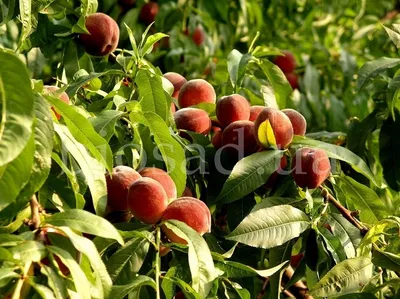 Сладкие плоды персика стоковое фото. изображение насчитывающей здорово -  192937278