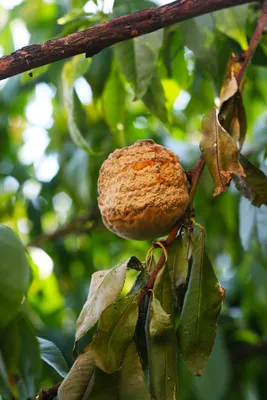 Листья персика - 62 фото