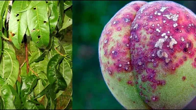 Как вырастить и обрезать персик | Советы садоводам и огородникам