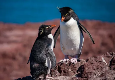 Пингвины – это не только ценный мех… | Зоологический музей МГУ | Дзен