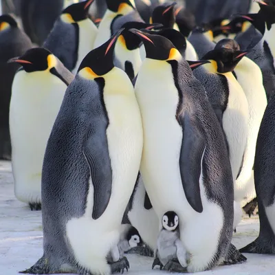 Остров Пингвинов у берегов Аргентины