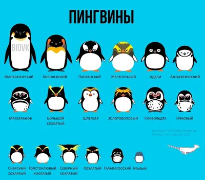 Императорские пингвины признаны исчезающим видом