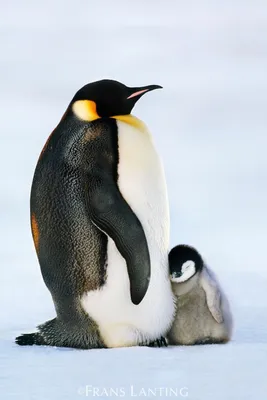 Пингвины на Аляске Мороз, северное …» — создано в Шедевруме