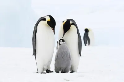 ПИНГВИНЫ МАДАГАСКАРА - \"Пингвины Антарктики\" - РОССИЯ - YouTube