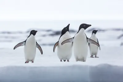 В Антарктиде почти перестали размножаться императорские пингвины — Сноб