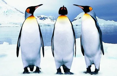 Численность императорских пингвинов в Антарктиде неожиданно выросла |  Экология | ERR