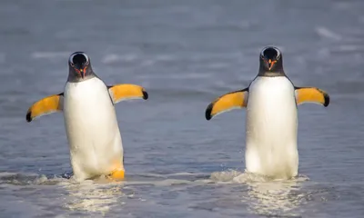 Пингвин – это звучит гордо! Что надо знать о гордых птицах Антарктики |  Питомцы | Time Out