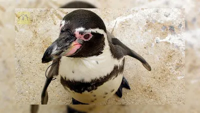 Птенцы императорских пингвинов гибнут из-за таяния льдов в Антарктиде |  Октагон.Медиа