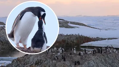 Хвост у пингвинов служит в качестве руля | Пикабу