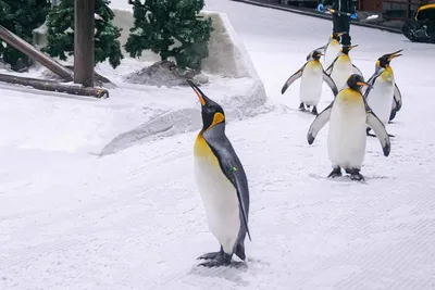 Пингвин. Этот вид пингвинов отличается белым пятном из перьев возле глаз.  foto de Stock | Adobe Stock
