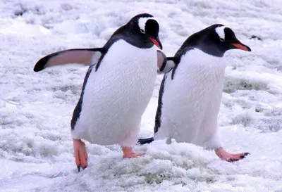 Черные и белые, общительные и верные. Как живут пингвины Московского  зоопарка - Фонд \"Стат.АП\"
