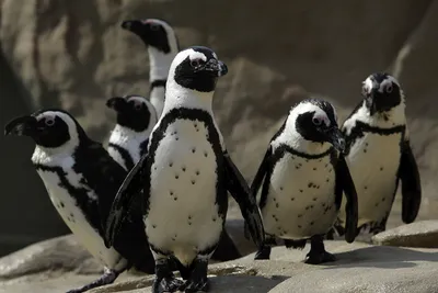 Организованный хаос: пингвины согреваются согласно строгой математической  модели — Нож
