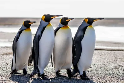 Императорские пингвины в четырех колониях в море Беллинсгаузена потеряли  всех птенцов в 2022 году. Виной всему масштабное и преждевременное таяние  морского льда
