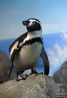 Почему пингвины не летают - Статьи и репортажи РГО