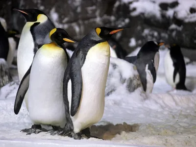 Картина Picsis Семейство пингвинов на прогулке 660x430x40 2186-10058999 -  выгодная цена, отзывы, характеристики, фото - купить в Москве и РФ