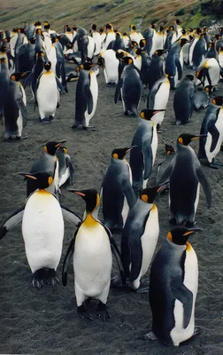 рисунки пингвинов милые животные Иллюстрация вектора - иллюстрации  насчитывающей прелестное, черный: 230251372