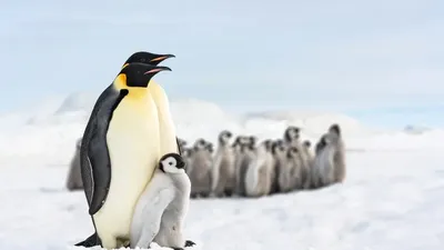 Новогодние скульптуры пингвинов купить недорого, цены от производителя 12  240 руб.