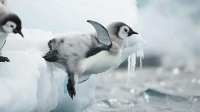 Почему у пингвинов костей в два раза меньше, чем у человека — Ferra.ru