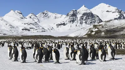 Пингвинам катастрофически не хватает морского льда | Euronews