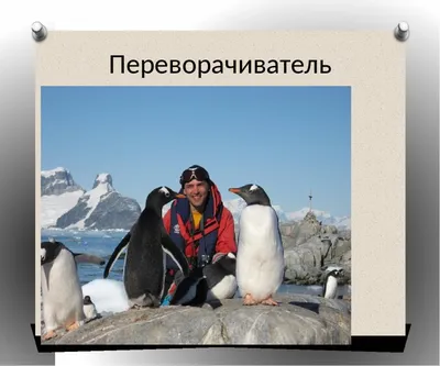 Emperor Пингвинов С Chick — стоковые фотографии и другие картинки  Императорский пингвин - Императорский пингвин, Пингвин, Антарктика - iStock