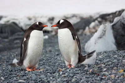 Утонули все птенцы. Ученые предрекают исчезновение императорских пингвинов  - РИА Новости, 08.09.2023