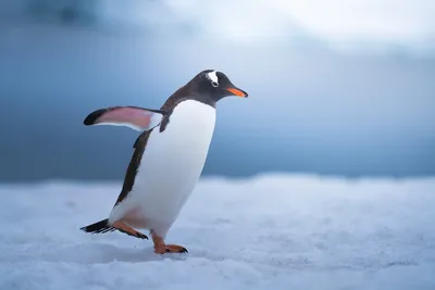 Ученый предсказал скорое исчезновение пингвинов в Антарктиде — 11.08.2020 —  В мире на РЕН ТВ