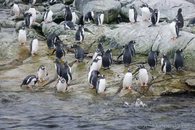 В Англии пингвинов посадили на антидепрессанты