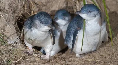 On penguin island / На острове пингвинов | Three species of … | Flickr