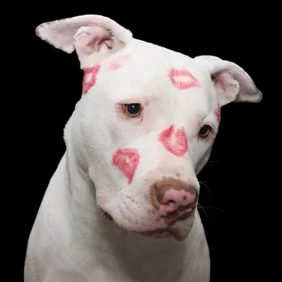 Adorable 3-Month-Old Pitbull Puppy