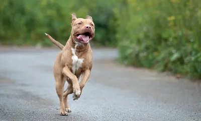 500+ Pitbull Terrier Pictures [HD] | Download Free Images on Unsplash