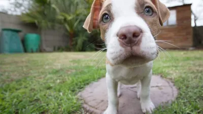 Red nose pitbull hi-res stock photography and images - Alamy