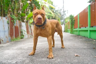 Pitbull Dog in Hip Hop Outfit 8k · Creative Fabrica