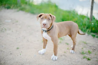 Why Pit Bulls Are Controversial - PetHelpful