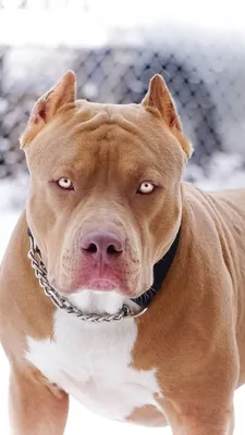 Have You Ever Seen a Pitbull with Long Hair? They Exist!