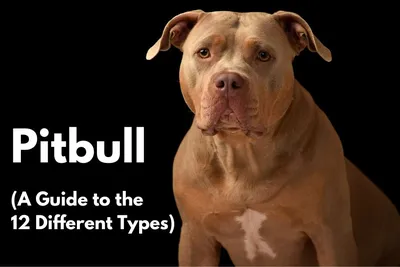 How to Make a Pitbull a Service Dog | Pettable