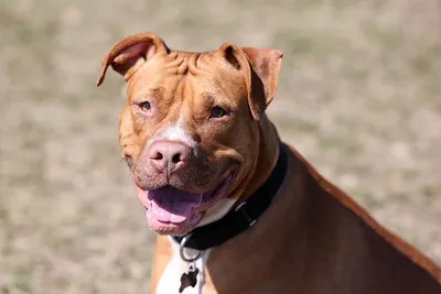 Discover the Rare and Beautiful 12 Pitbull Breeds You Need to Know! - Taglec