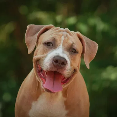 Types Of Pitbulls - Complete Guide - Animal Corner