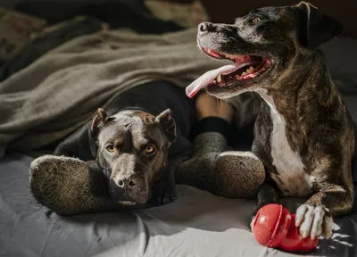 Black Pitbull Stock Photo - Download Image Now - Pit Bull Terrier, Dog,  Full - iStock