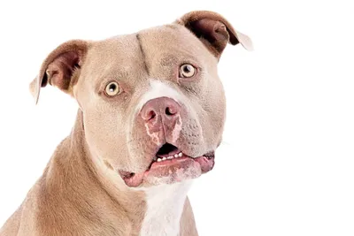 The Razor Edge Pitbull: The American Bully That May Be Perfect For you -  PawSafe