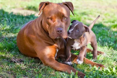 Pit Bull Puppies: Everything You Need to Know | The Dog People by Rover.com