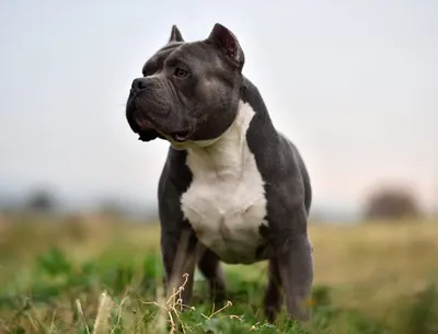 Pitbull Mixes: 30 Different Adorable Cross Breeds - Canine Journal