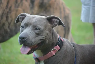 Pitbull Vs Bulldog - What's The Difference?