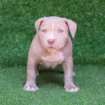 Lucky The Pitbull (@lucky.the.pitbull) • Instagram photos and videos