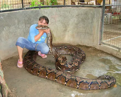 Тигровый питон — Python molurus. Экспозиция Экспозиция \"Экзотариум\".  Сахалинский зооботанический парк.