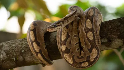 EXOPRIMA Python regius \"Fire\" Королевский питон, S-M (Германия) купить в  Москве в зоомагазине, цены - Сами с Усами