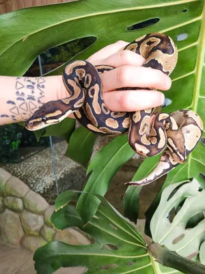 Snake королевский питон, или питон питона шарика Regius висит вокруг шею  девушки в зеленом платье Стоковое Изображение - изображение насчитывающей  гад, зеленый: 98930483