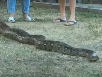 Snake королевский питон, или питон питона шарика Regius висит вокруг шею  девушки в зеленом платье Стоковое Фото - изображение насчитывающей гад,  хищник: 98930384