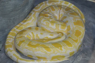Snake королевский питон, или питон питона шарика Regius в оружиях девушки в  черных Semipersides Стоковое Фото - изображение насчитывающей ангстрома,  любимчик: 98930126