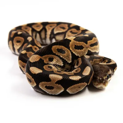 EXOPRIMA Python regius \"Black pastel\" Королевский питон, S-M (Германия)  купить в Москве в зоомагазине, цены - Сами с Усами