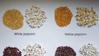 Зерно кукурузы для попкорна Russian popcorn Карамель Шарик (22,68 кг,  Россия)